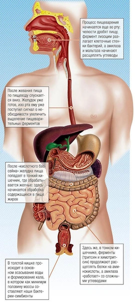 Личный химический заводик: как устроен процесс пищеварения — от пережевывания пищи до «света в конце тоннеля» всего, аминокислот, можно, которых, аминокислоты, только, нужно, кишечник, питательные, желудка, поэтому, клеток, например, также, чтобы, амилаза, фермент, бактерий, вещества, состав