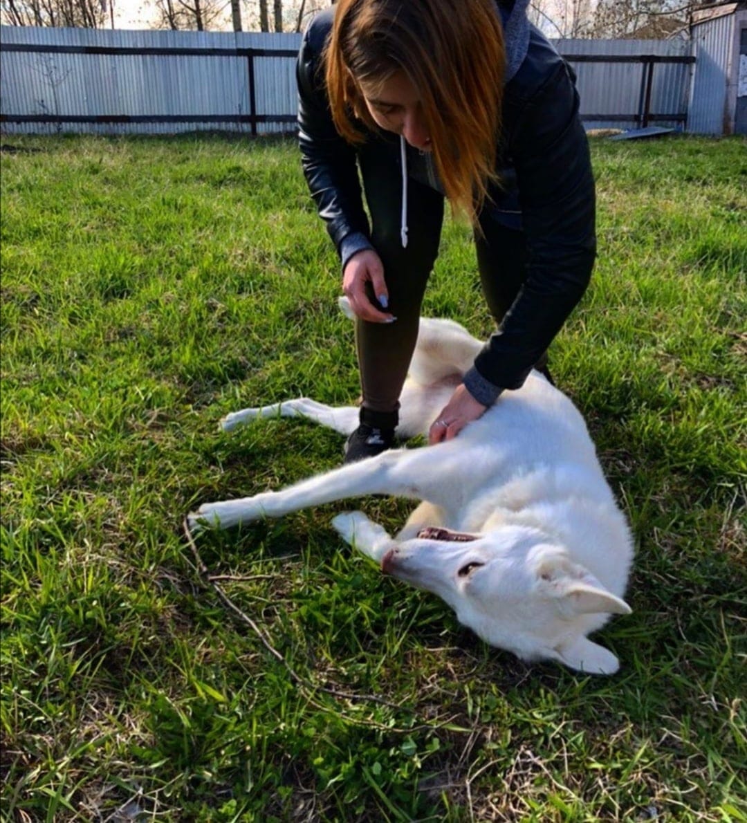 собака с хозяйкой