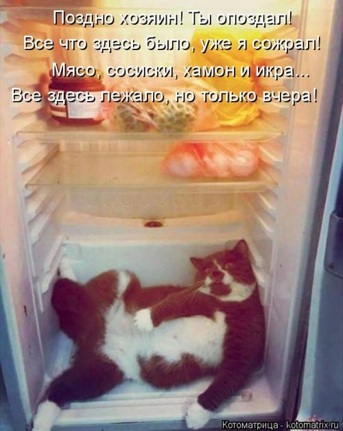 Лучшая котоматрица недели