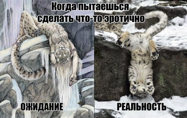 Забавные картинки с надписями