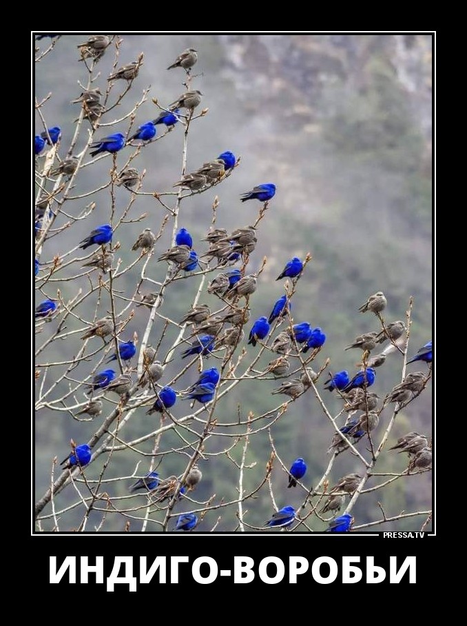 Позитивные демотиваторы для хорошего настроения на весь день Позитивные демотиваторы для хорошего настроения на весь день