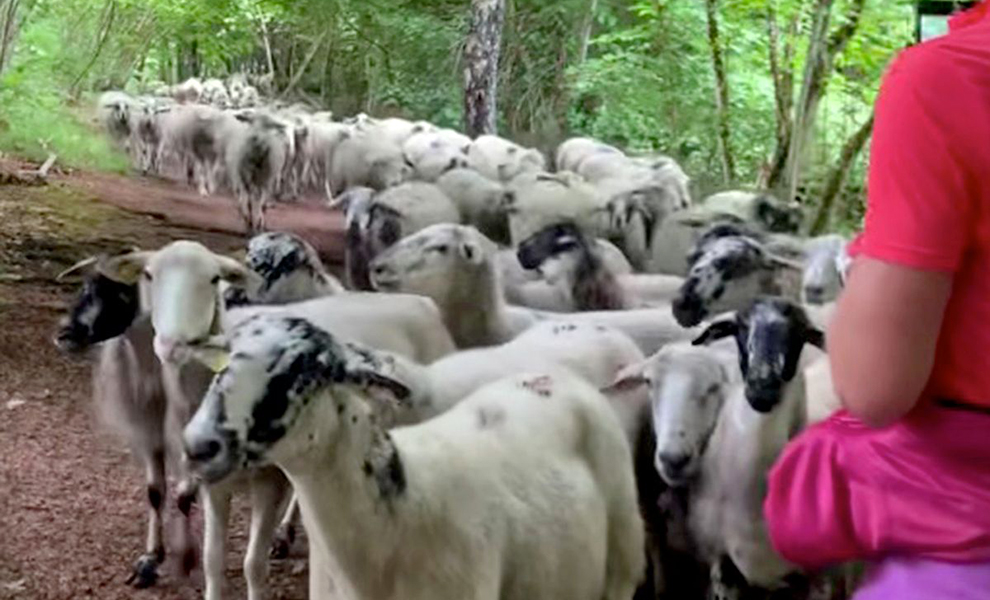 Девушка просто совершала пробежку, но оглянувшись назад поняла, что за ней начало следовать стадо из 300 овец: видео