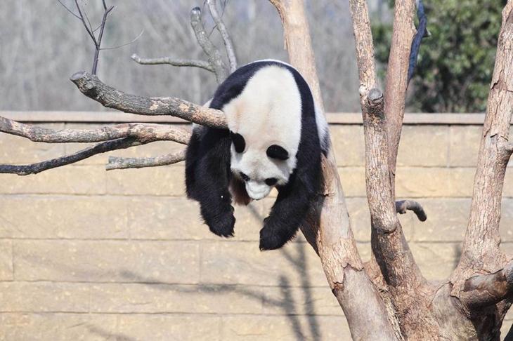 Панда Ли Ли принимает солнечную ванну в китайском зоопарке Забавные фото, животные, мимишность