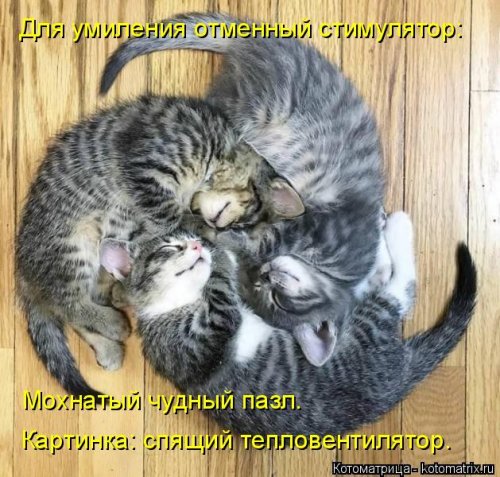 Новая котоматрица