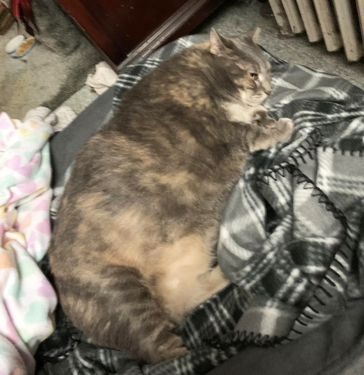 18 обитателей приюта, которые кого хочешь покорят, и моргнуть не успеешь 18 обитателей приюта, которые кого хочешь покорят, и моргнуть не успеешь