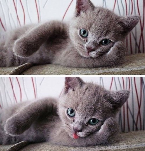 22 очаровательных животных, которые вызовут улыбку и подарят позитив 22 очаровательных животных, которые вызовут улыбку и подарят позитив