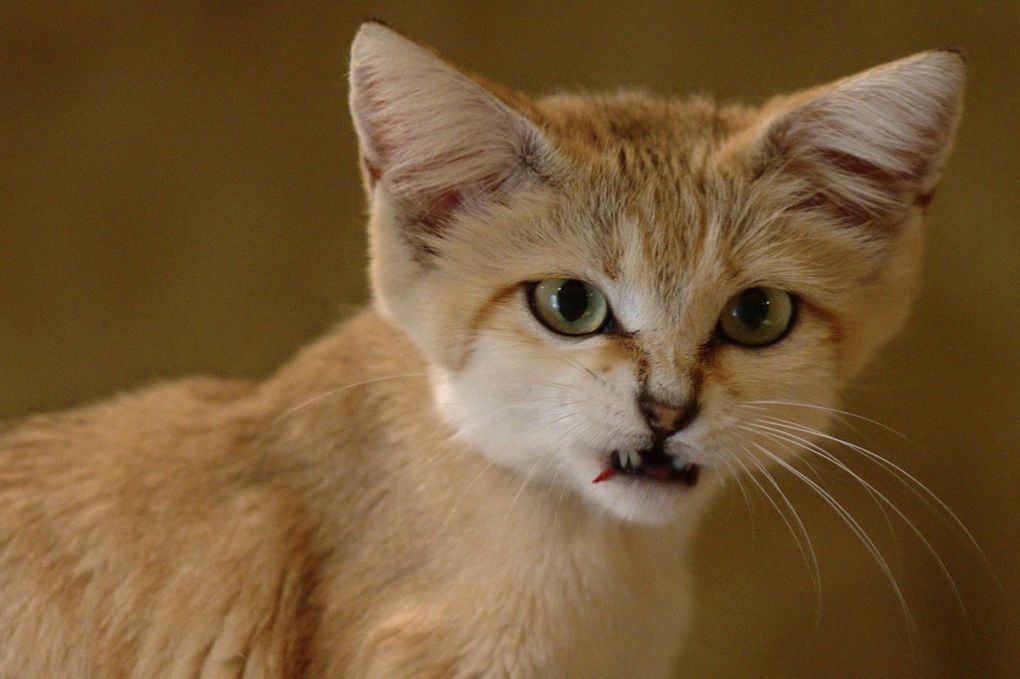 Барханный кот (лат. Felis margarita)