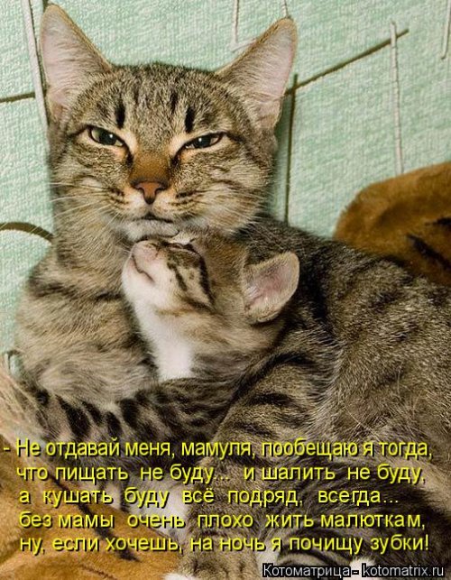 Свежая котоматрица для всех (31 шт)