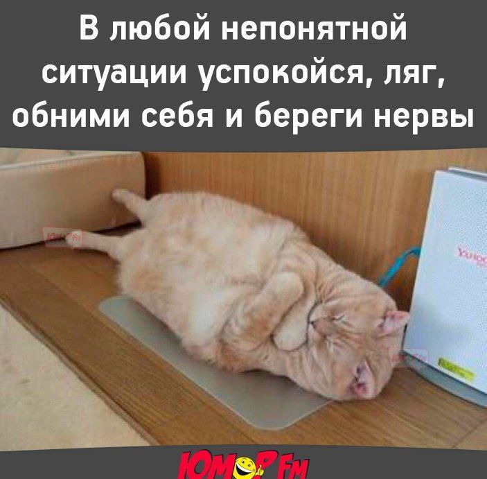 Мой золотой котенок животные,Истории из жизни,отношения,позитив