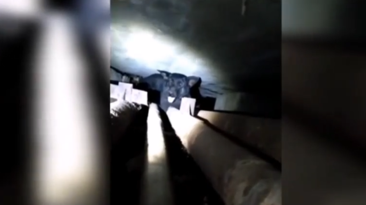 В Костромской области спасатели вытащили из глубокой ямы черного пса