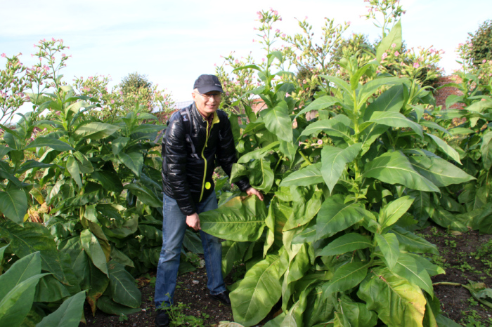 А так растёт махорка. Разницы не много. /Фото: mizez.com.