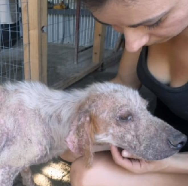 Женщина и собака