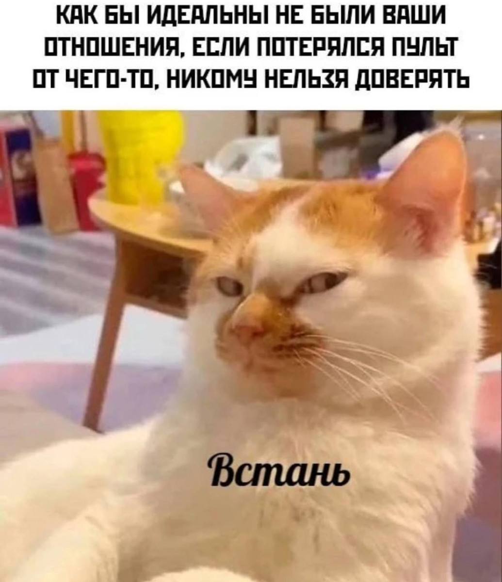 Мемы с котиками, разные смешные картинки и позвоночник 