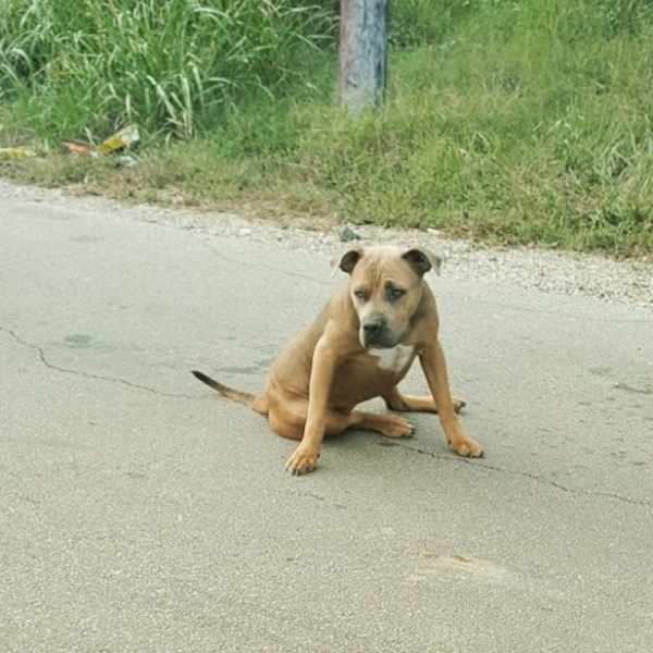 Несчастную собаку бросили на обочине: невероятная история спасения питбуля Мерси