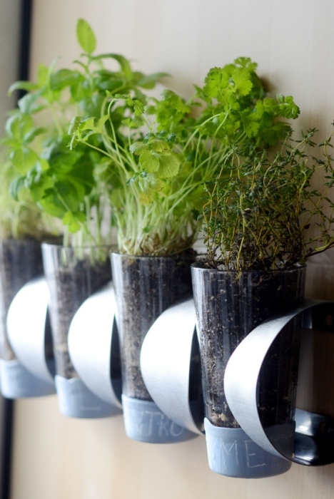 Для рассады полезных трав и растений можно использовать обычные стеклянные стаканы, которые сегодня можно купить в любом магазине.