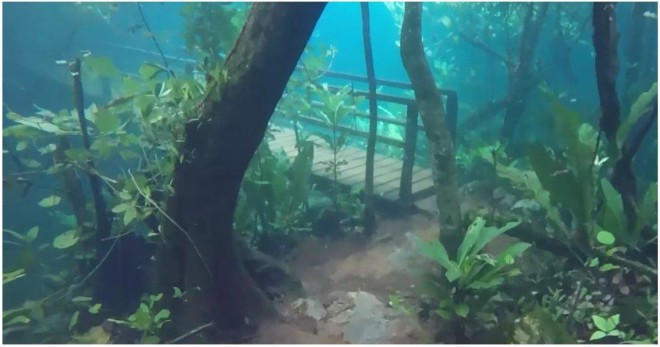Невероятные подводный лес в Бразилии