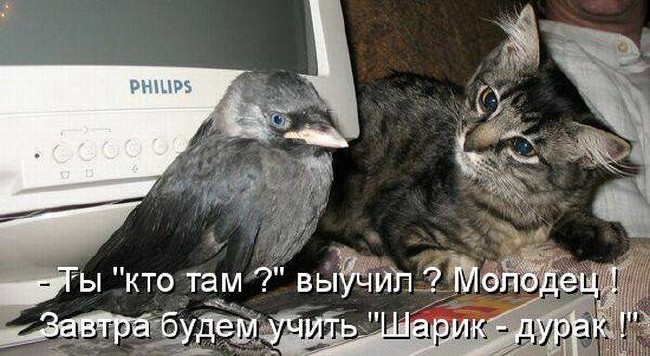 ДРУЖБА ЖИВОТНЫХ ДРУЖБА ЖИВОТНЫХ