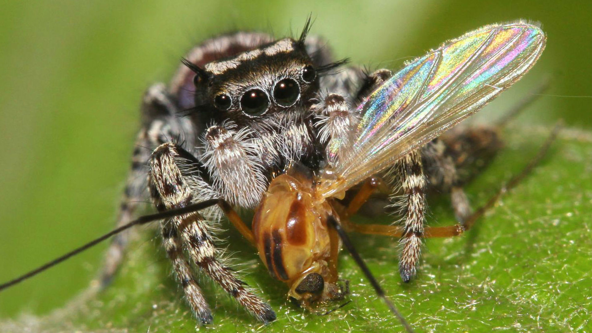 Что едят пауки. Phidippus mystaceus. Паукообразная Муха. Питание пауков. Паук Пчелка.