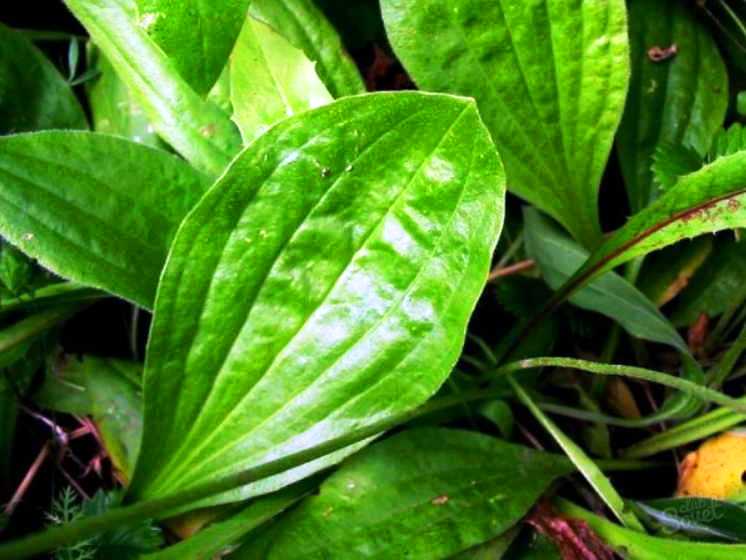 Снижают сахар на "раз-два" - орех, подорожник и крапива. Рецепты моей свекрови