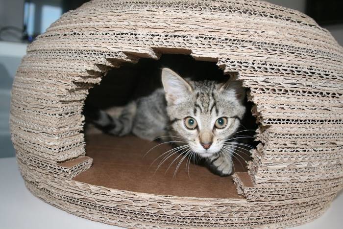 Девушка построила для кошки потрясающий домик-иглу из картона и вот как она это сделала домик, животные, своими руками