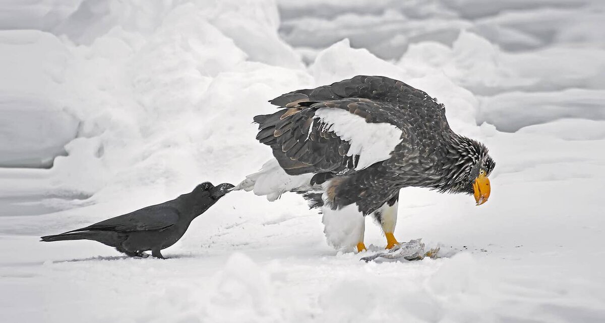 Лучшие смешные фотографии дикой природы парке, национальном, конкурса, Wildlife, дикой, Photography, IndependentБегемоты, издания, мнению, проведения, время, фотографий, лучших, несколько, КенииВот, недельное, сафарипутешествие, берег, выиграет, БеррардЛукасПобедитель