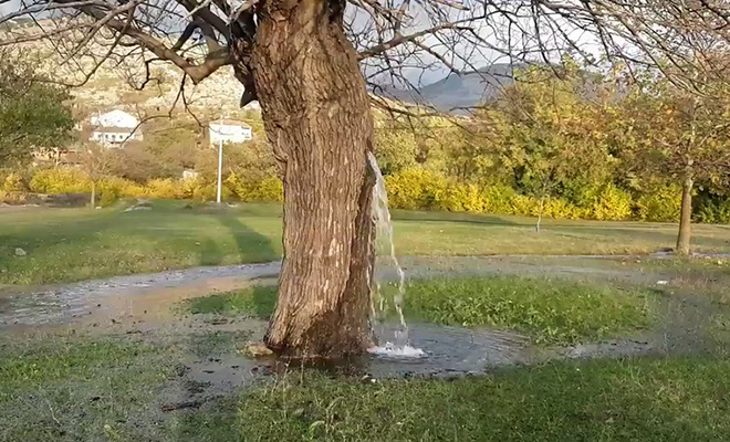 Из дерева в Черногории начала литься вода. Фонтан бьет уже год и вода не заканчивается: видео дерева, время, дерево, всего, сильных, подземные, Предположительно, фонтаном, дождей, Маленький, источники, поток, обычные, вода В, поднимается, которым, пустоты, после, прибывает, просто