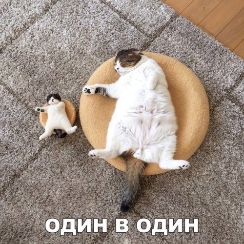 Прикольные фотомемы!