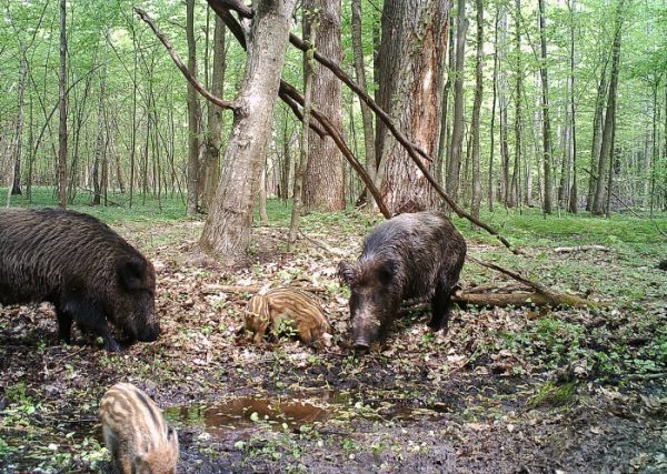 Мужчина установил фотоловушки возле Чернобыля. Камера зафиксировала невероятное!