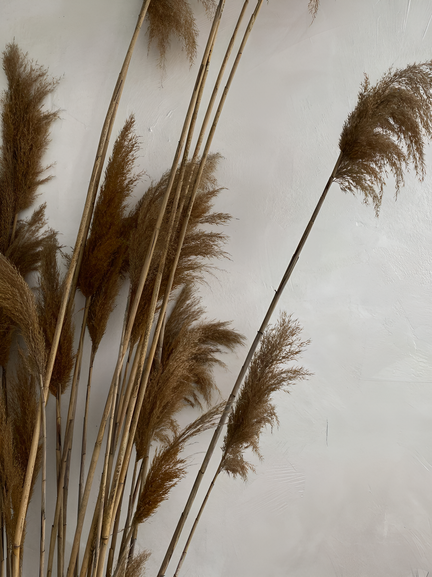 Камыши, ракушки и еще 8 вещей, которые нельзя держать дома держать, нельзя, который, плохая, образом, качестве, удачу, например, говорят, декора, стороны, примете, таким, квартиру, конечно, примета, одной, точки, просто, сочетание