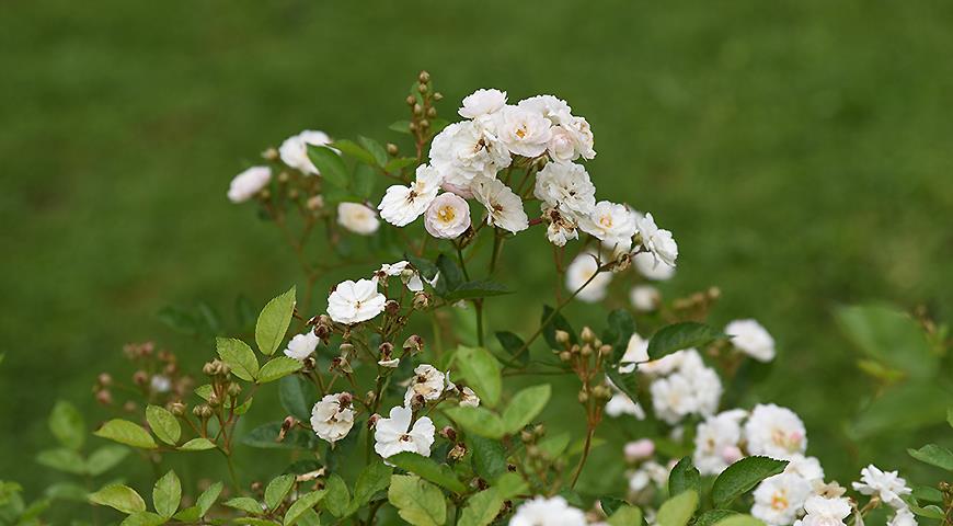 Белые розы: 10 самых красивых и устойчивых сортов белоснежных роз для посадки в цветник дача,сад и огород,цветоводство