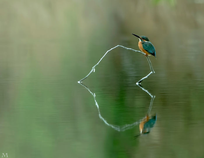 Оптическая иллюзия: две птички на сердечке обман зрения, оптические иллюзии, отражения