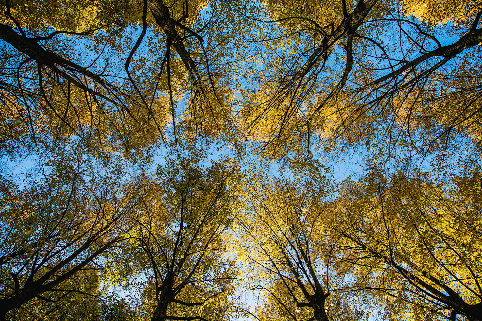 Осенние деревья в Стокгольме, Швеция