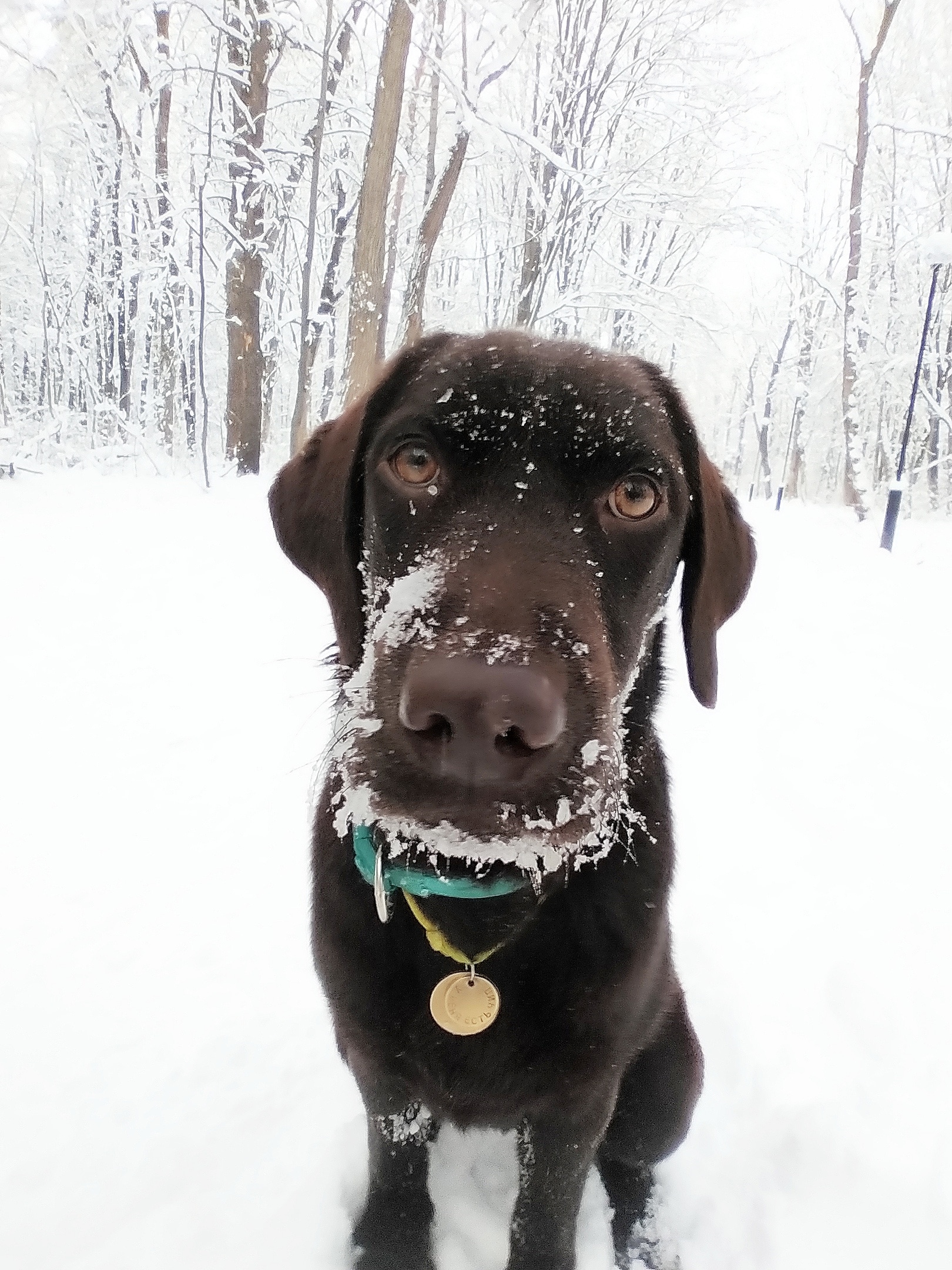 собака на прогулке
