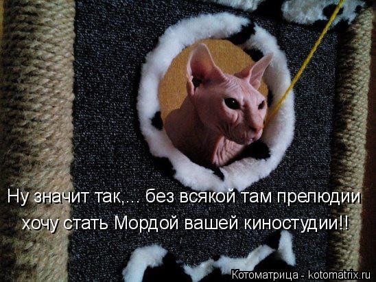 Забавные и веселые котоматрицы из сети 