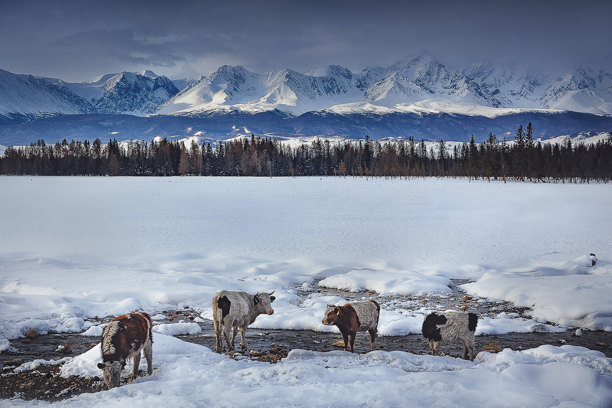 Монгольский Алтай зима
