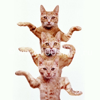 Кот-обормот