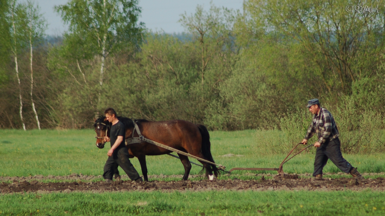 Крым ответил бурным аграрным ростом на выходки Украины с Северо-Крымским каналом Крым ответил бурным аграрным ростом на выходки Украины с Северо-Крымским каналом Общество