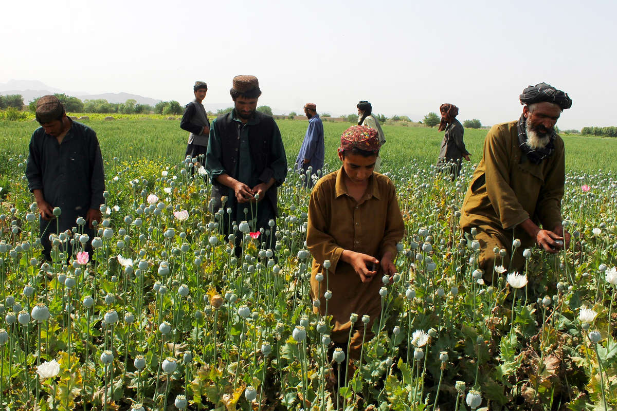 Посол Жирнов: почти все посевы опийного мака в Афганистане уничтожены