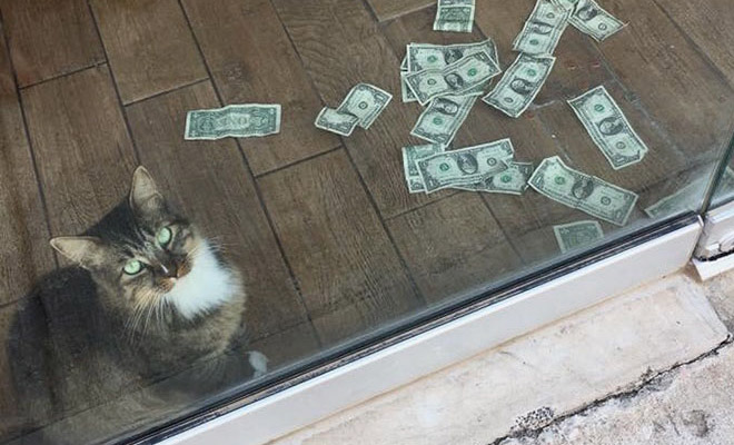 Кота взяли с улицы, а через полгода по утрам у двери люди стали находить деньги Кота взяли с улицы, а через полгода по утрам у двери люди стали находить деньги МакДэниел, решили, двери, офиса, через, решил, поиграть, дверью, заметил, котом, подумал, деньги, стеклянной, денег, несколько, купюру, сразу, офисе, оставить, улице