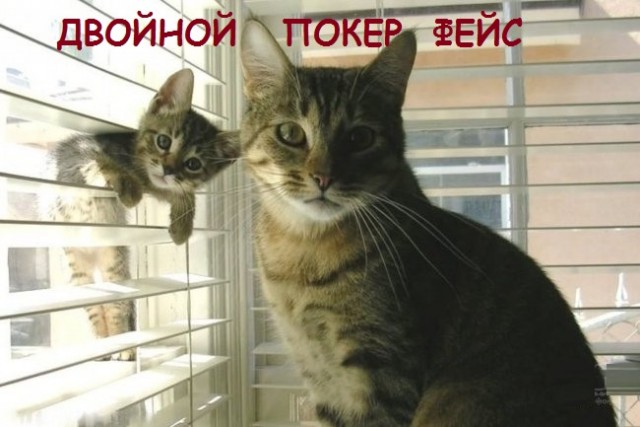 Такие разные и забавные котики Такие разные и забавные котики