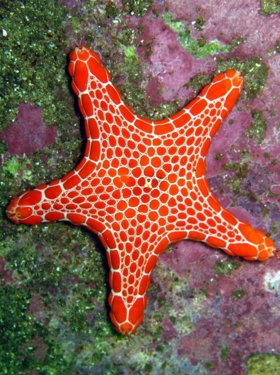 Морские звезды животные, интересное, кораллы, красиво, красочно, подводное царство, природа, ярко