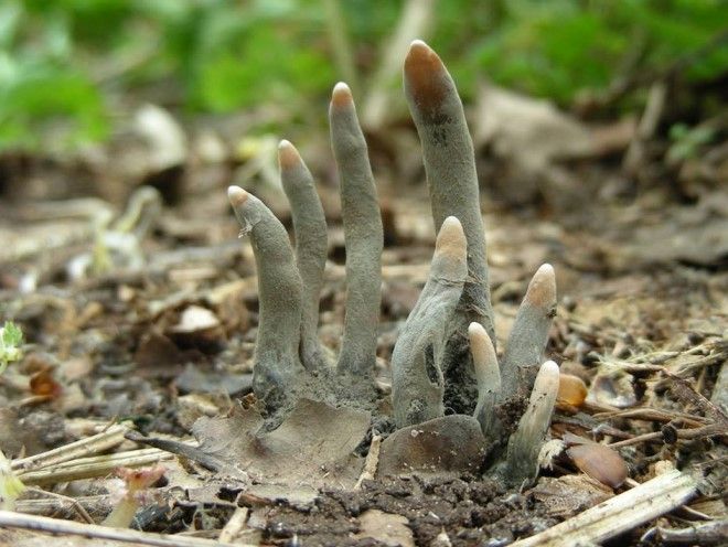 «Пальцы мертвеца» и кровоточащий гриб: 14 самых странных растений в мире интересное,необычное,природа,растения