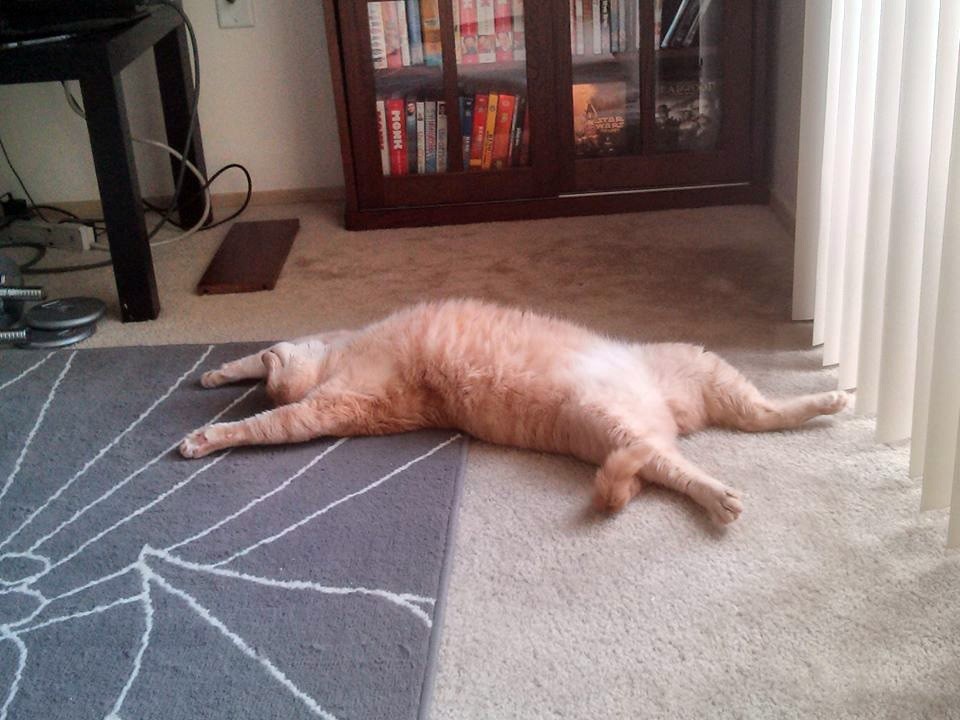 Не жаркий но душный. Кот развалился. Кот развалился на полу. Кошка лyжbт на полу. Смешной кот на полу.