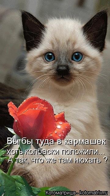Лучшая котоматрица недели
