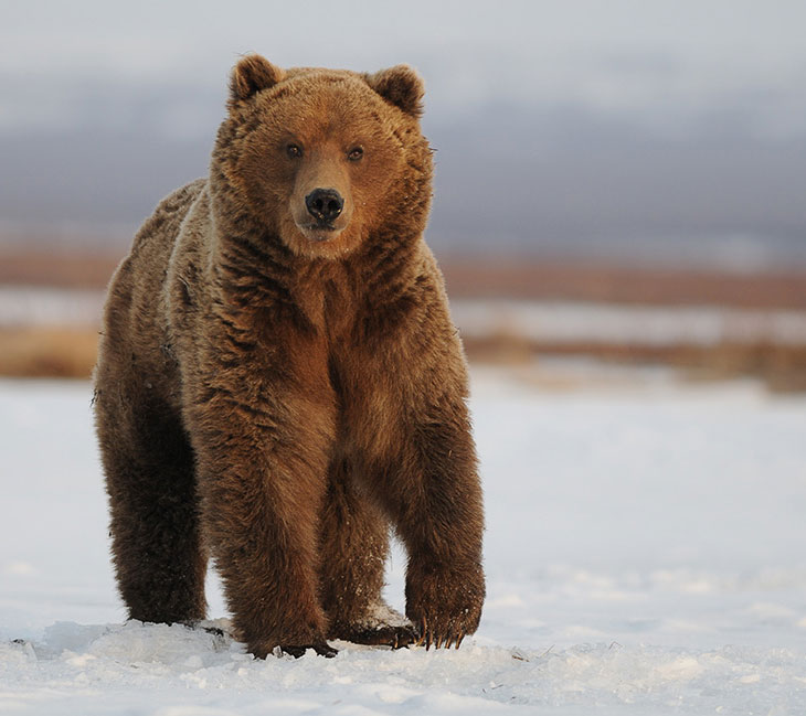 Как камчатские медведи просыпаются после зимней спячки