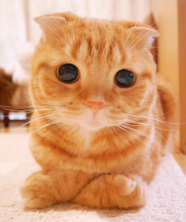 20 самых красивых котов в мире, вы просто обязаны их увидеть супер