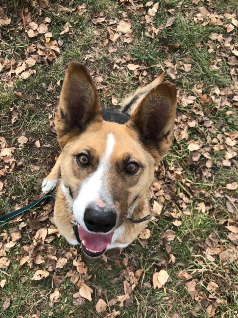 Хозяева не пустили собственного пса домой после прогулки 