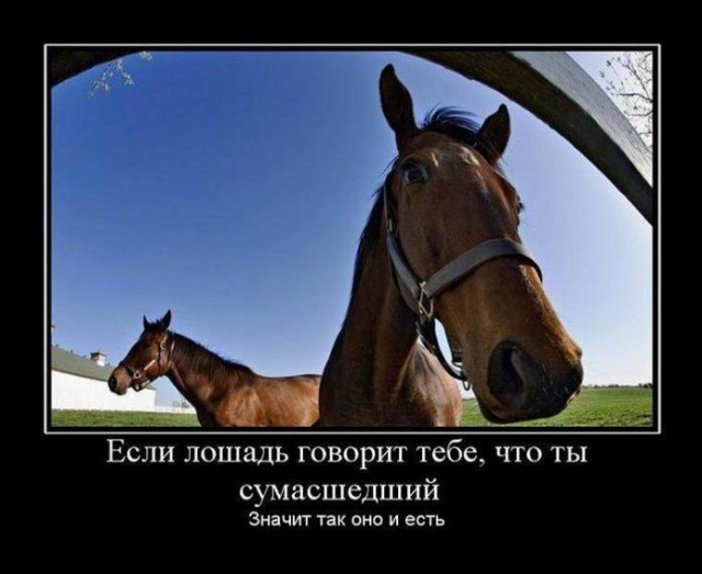 Пятничные демотиваторы: «Где хозяин берёзы?» 