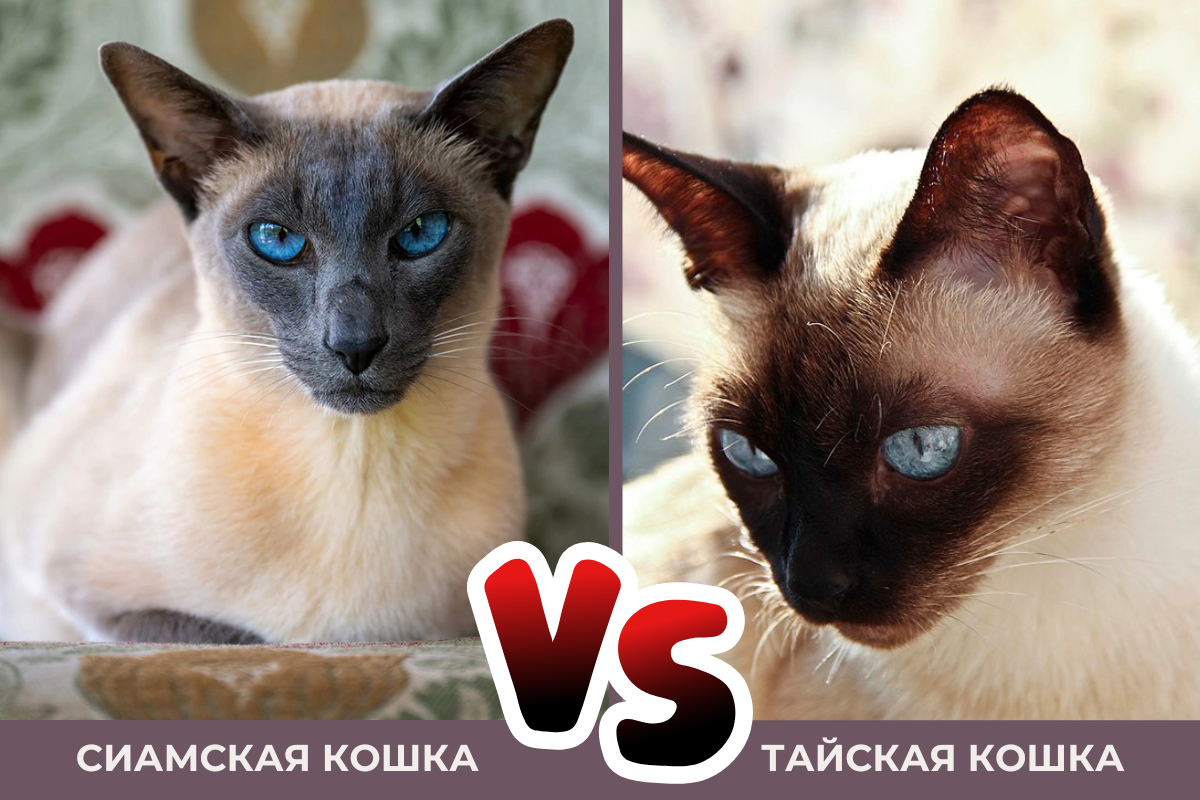 Чем отличается сиамская кошка от тайской