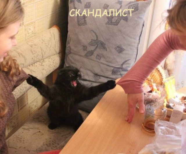 Такие разные и забавные котики Такие разные и забавные котики